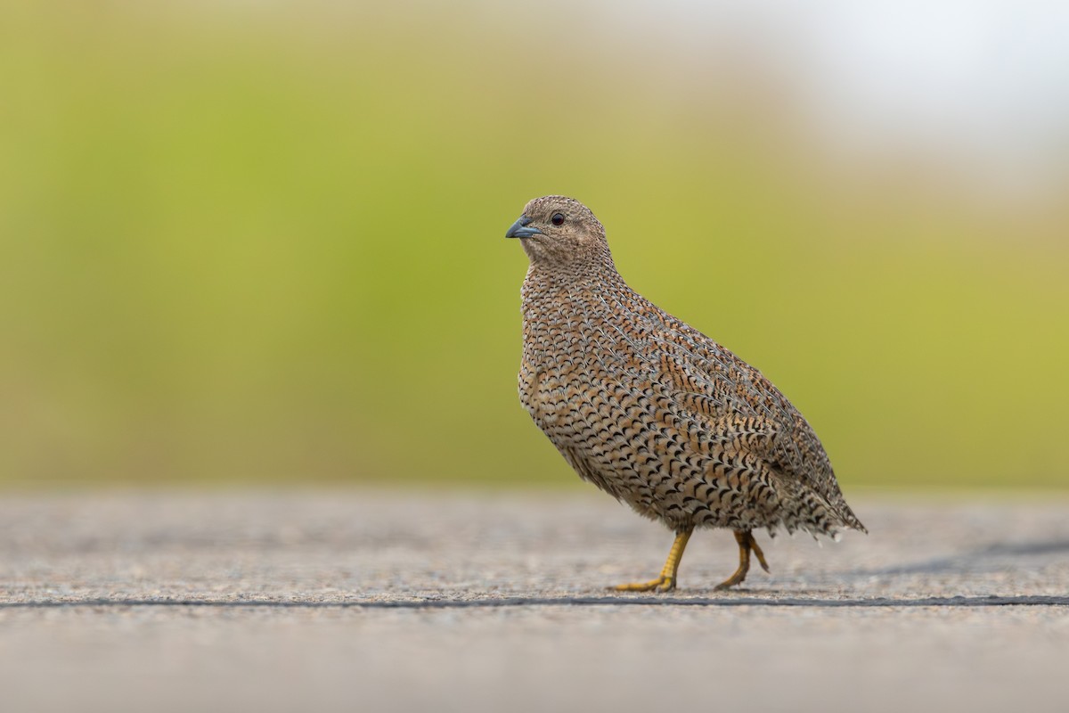 Brown Quail - ML631299713