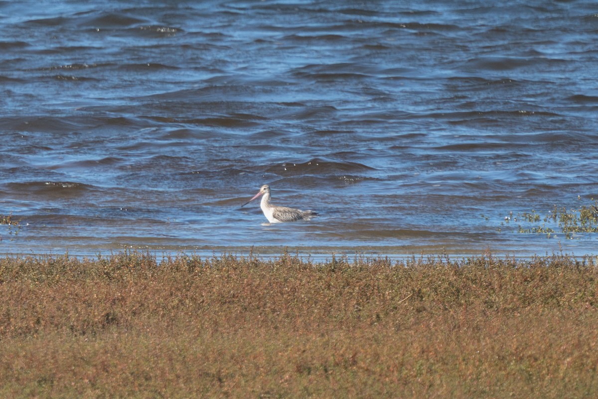 Bar-tailed Godwit - ML631299714