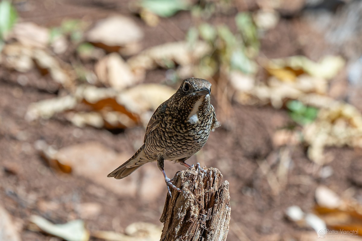 White-throated Rock-Thrush - ML631299716