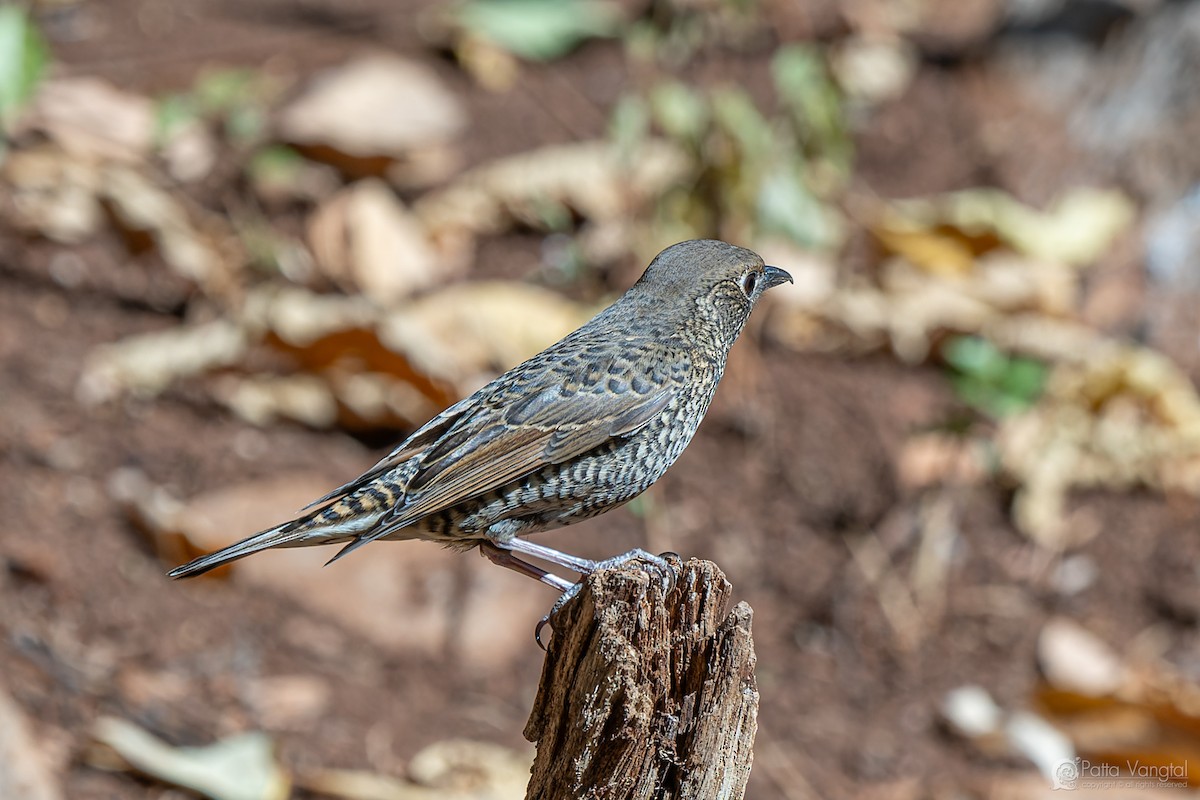 White-throated Rock-Thrush - ML631299717