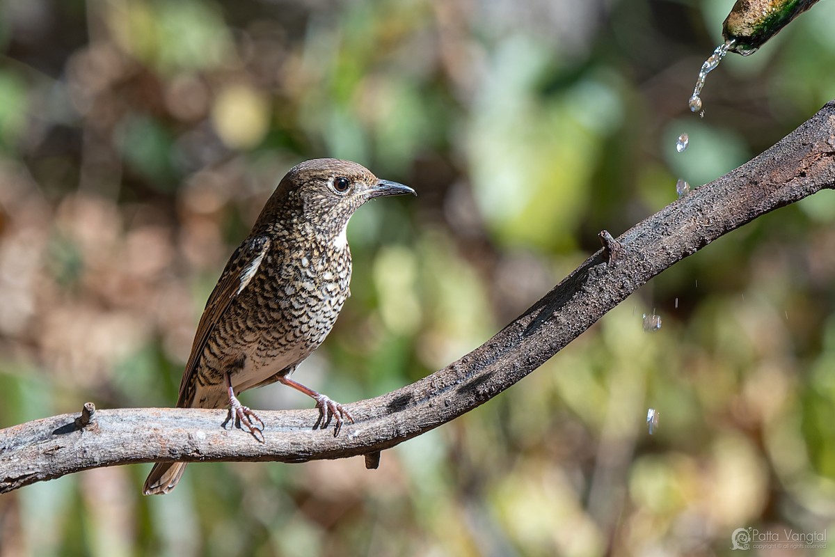 White-throated Rock-Thrush - ML631299718