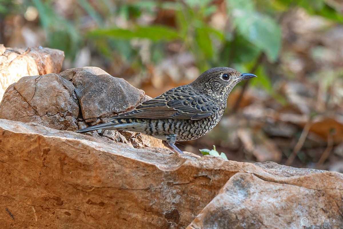 White-throated Rock-Thrush - ML631299719