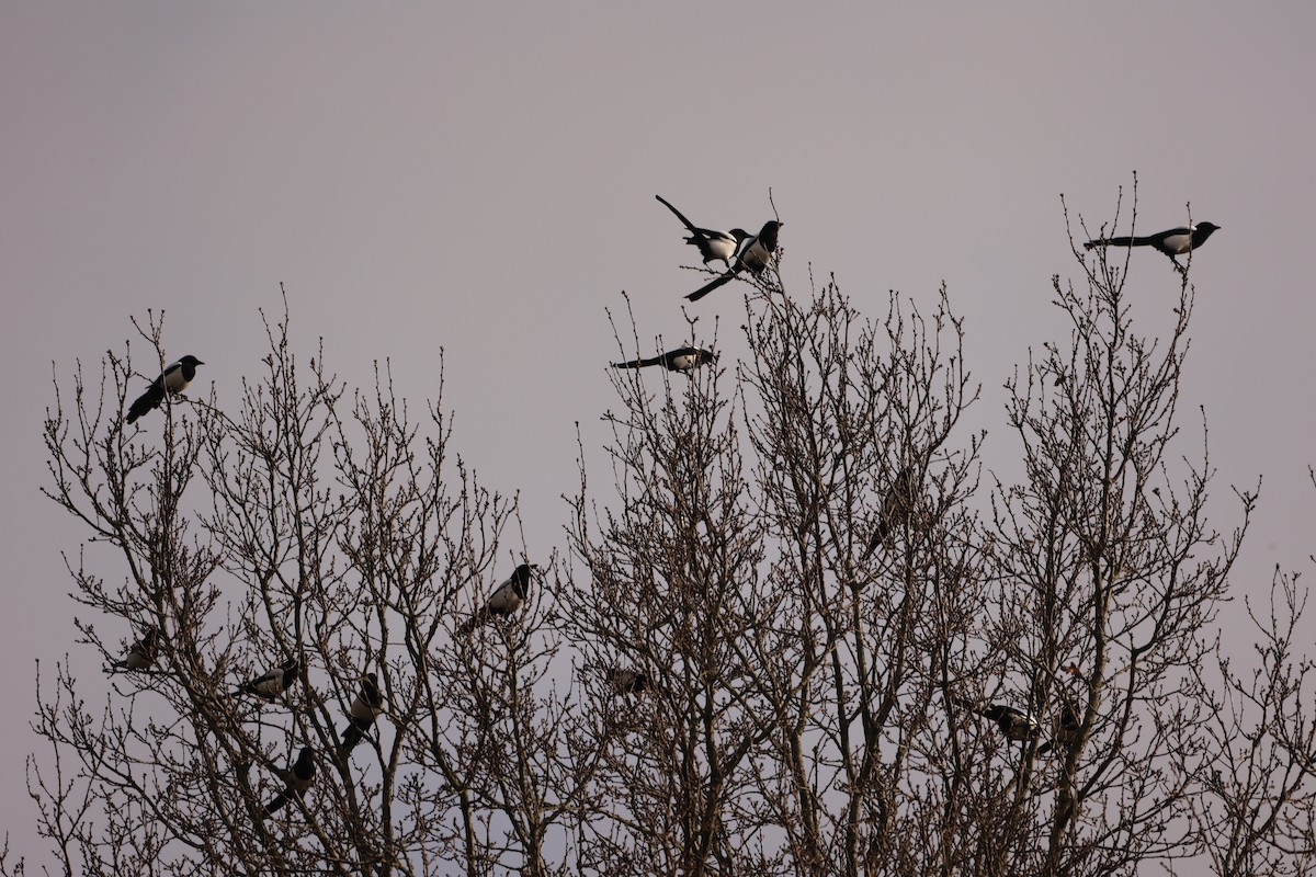 Eurasian Magpie - ML631299734