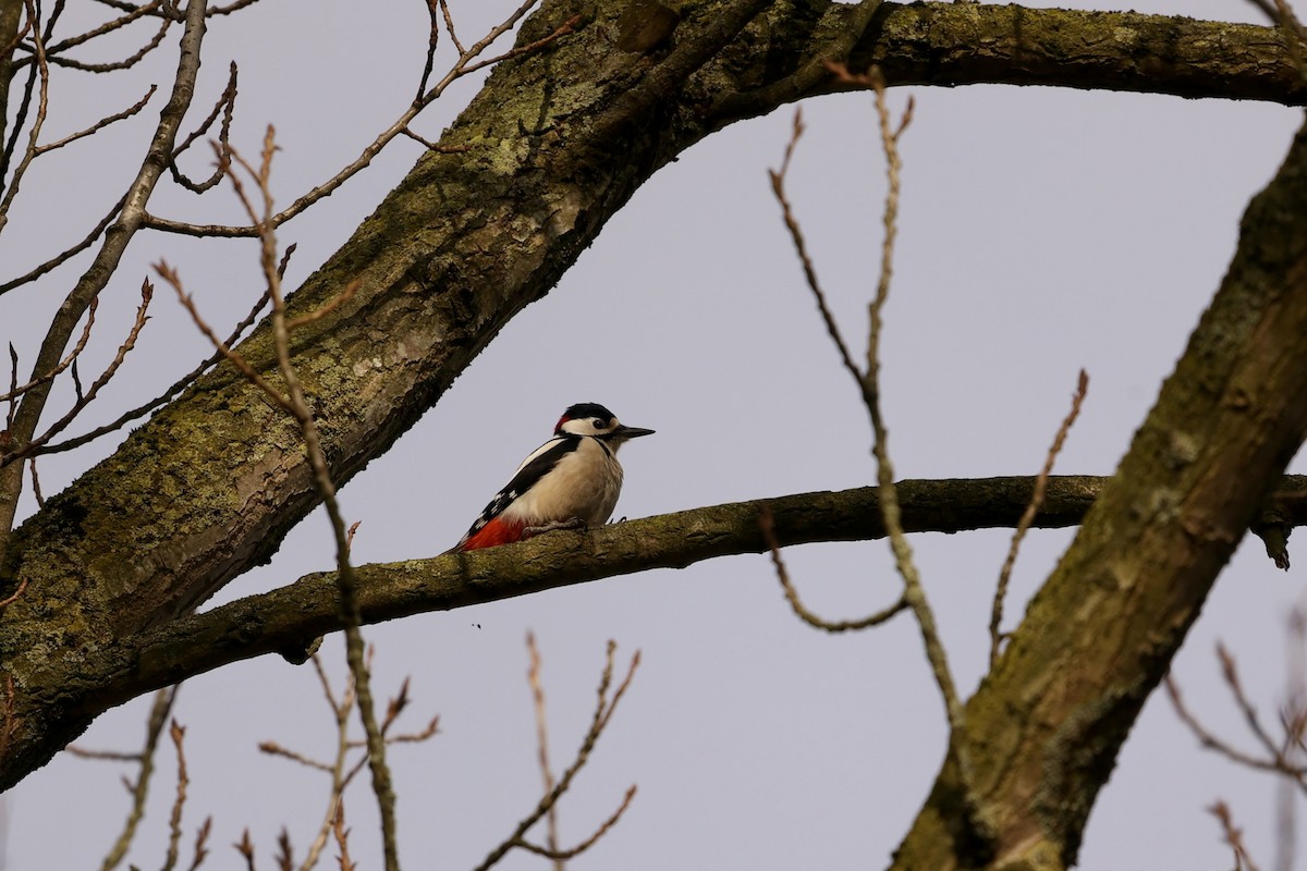 Great Spotted Woodpecker - ML631299767