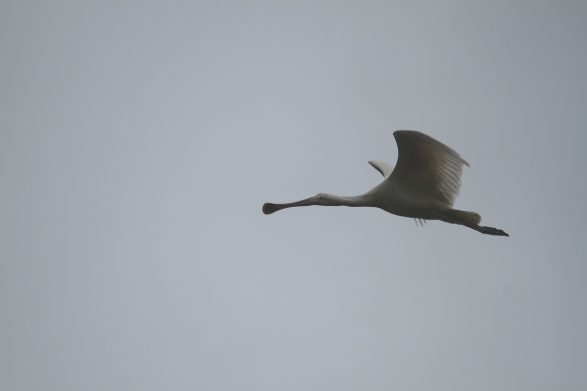 Yellow-billed Spoonbill - ML631299773