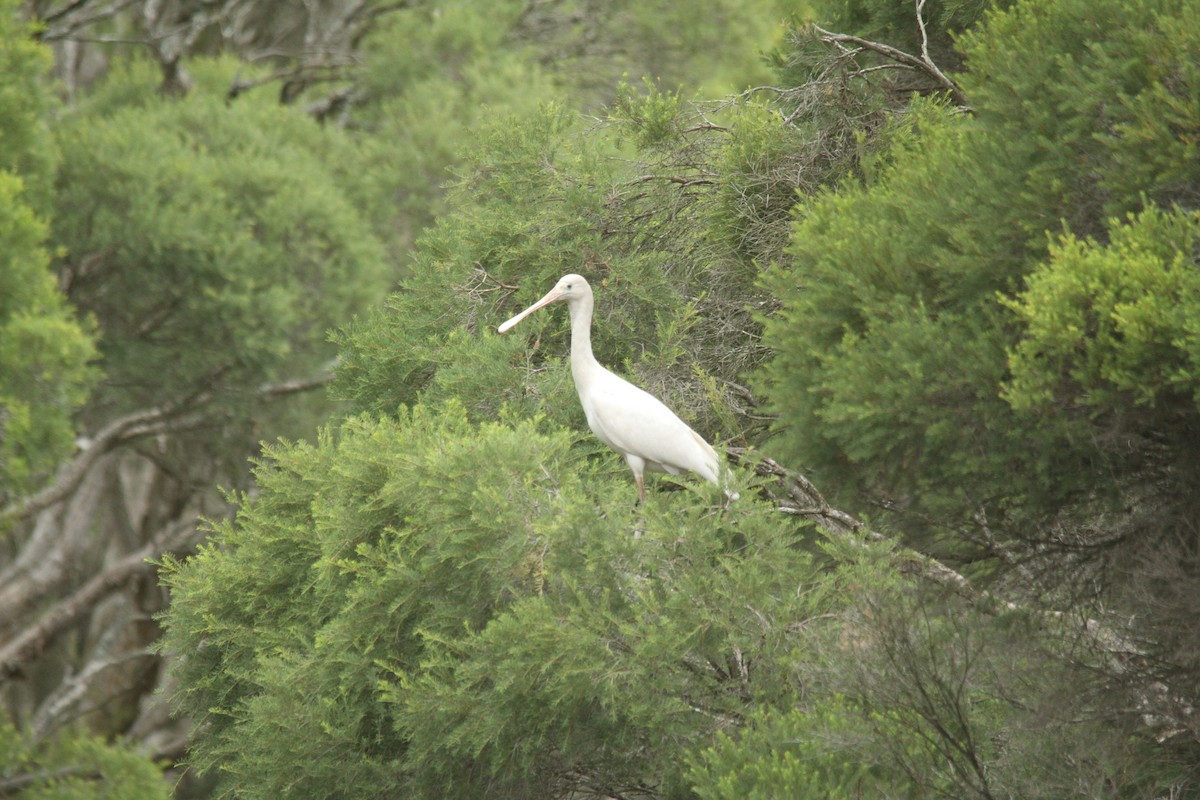 Yellow-billed Spoonbill - ML631299775