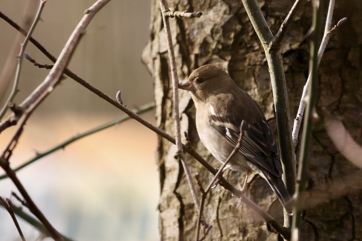 Common Chaffinch - ML631299818