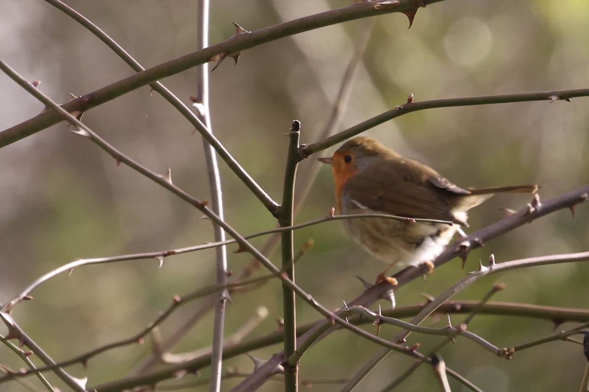 European Robin - ML631299842