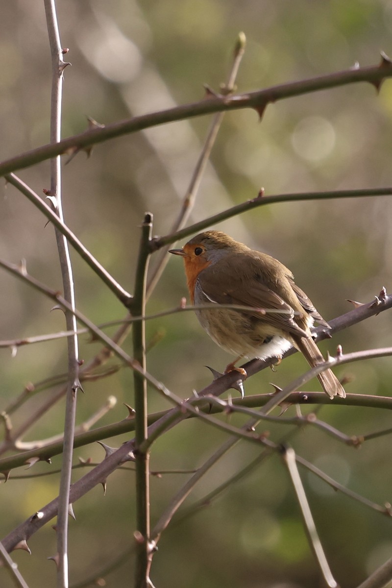 European Robin - ML631299844