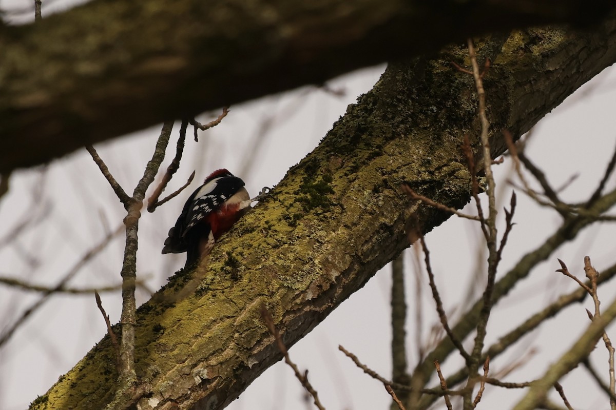 Great Spotted Woodpecker - ML631299854