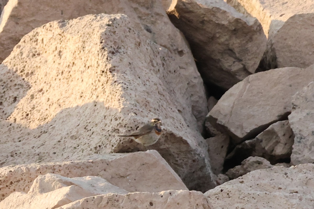 Bluethroat - ML631299888