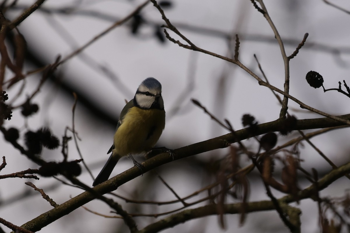Eurasian Blue Tit - ML631299890