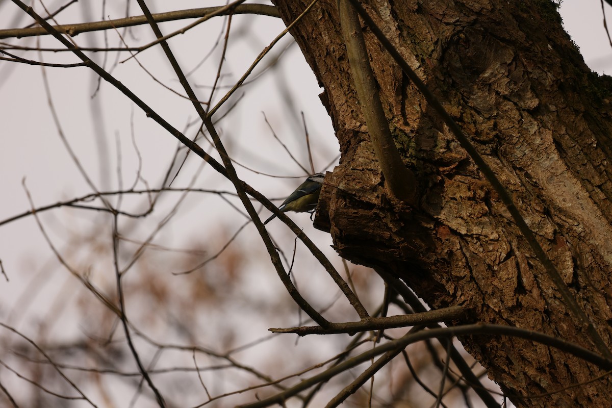 Eurasian Blue Tit - ML631299891