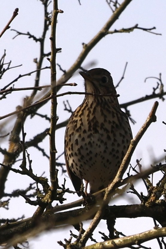 Song Thrush - ML631299900
