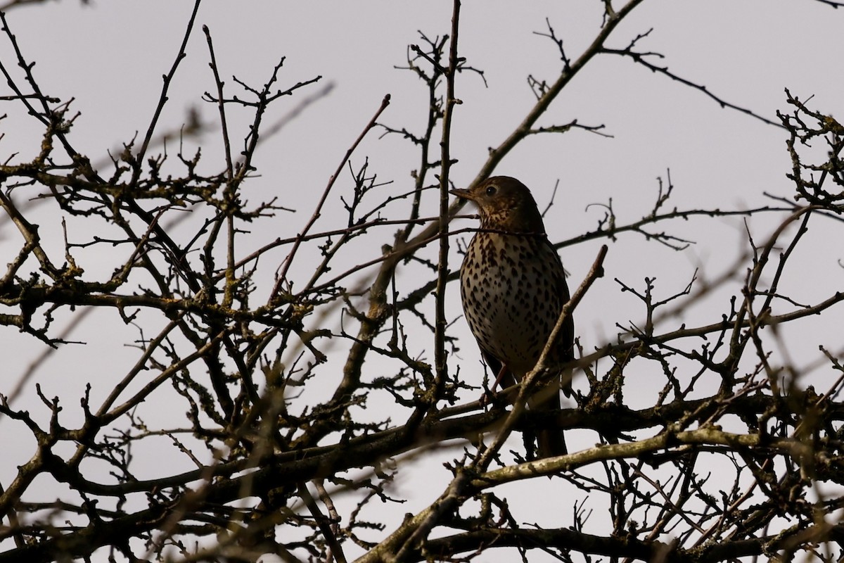 Song Thrush - ML631299904