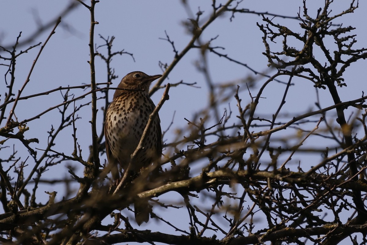 Song Thrush - ML631299908