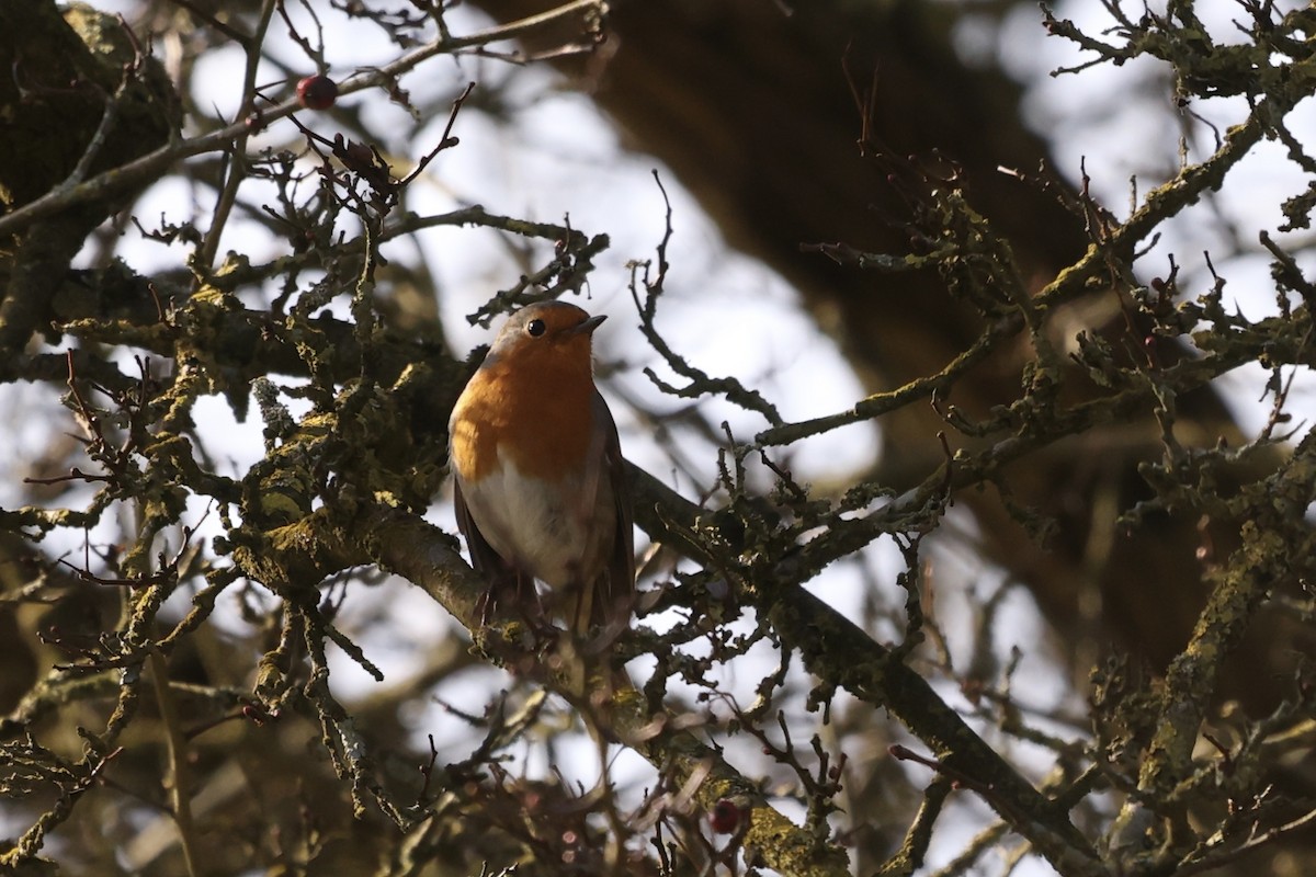 European Robin - ML631299914