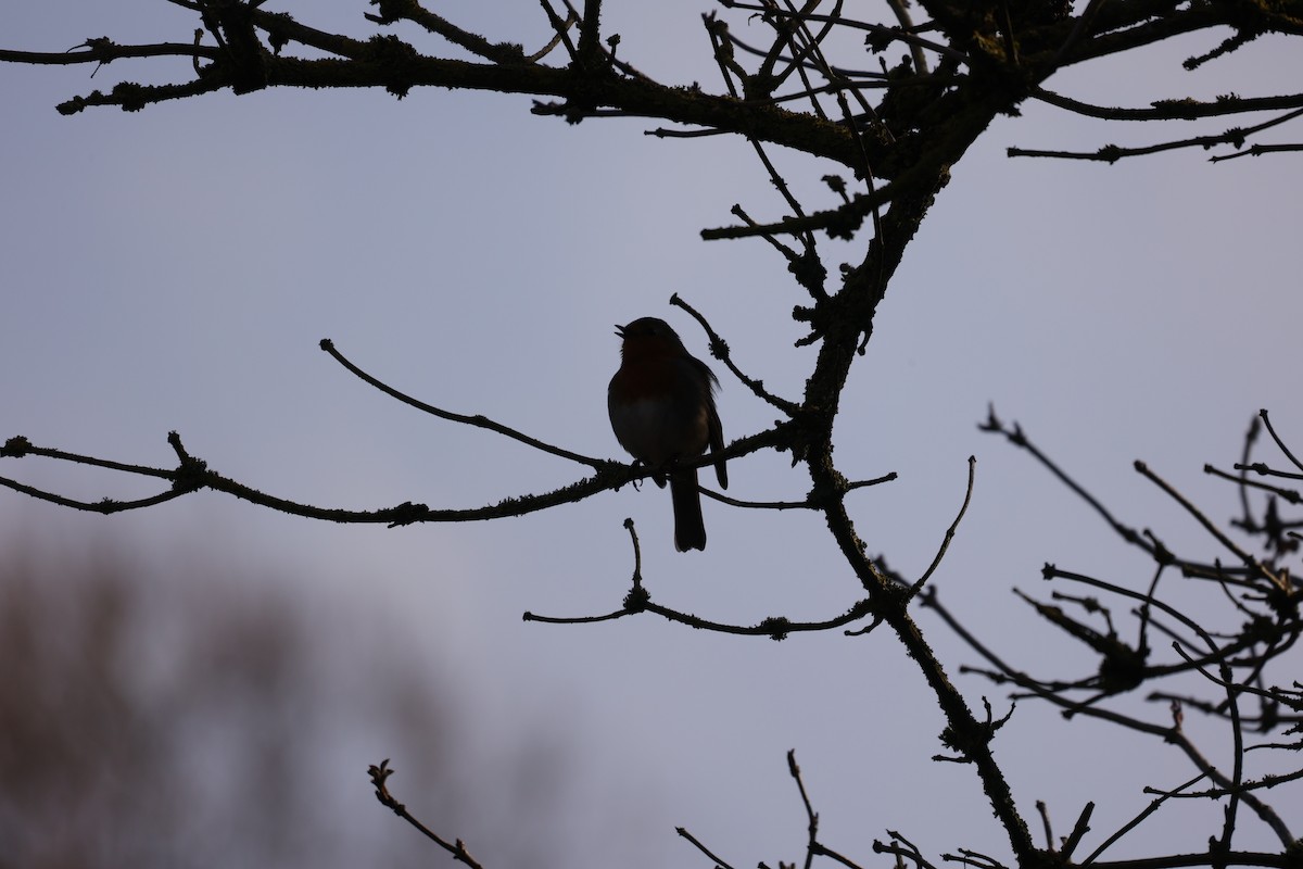 European Robin - ML631299915