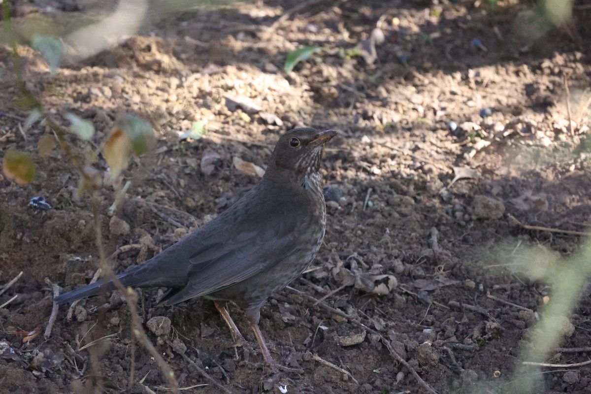 Eurasian Blackbird - ML631299917
