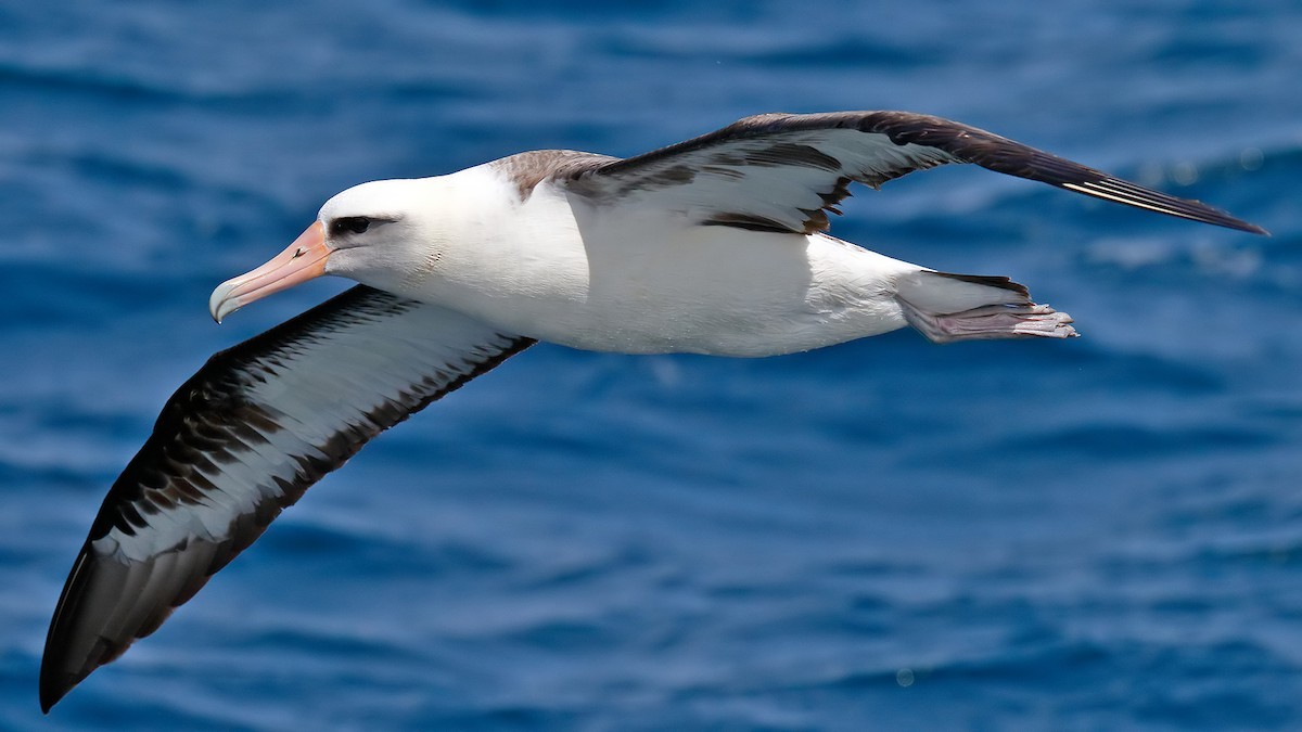 Laysan Albatross - ML631299951