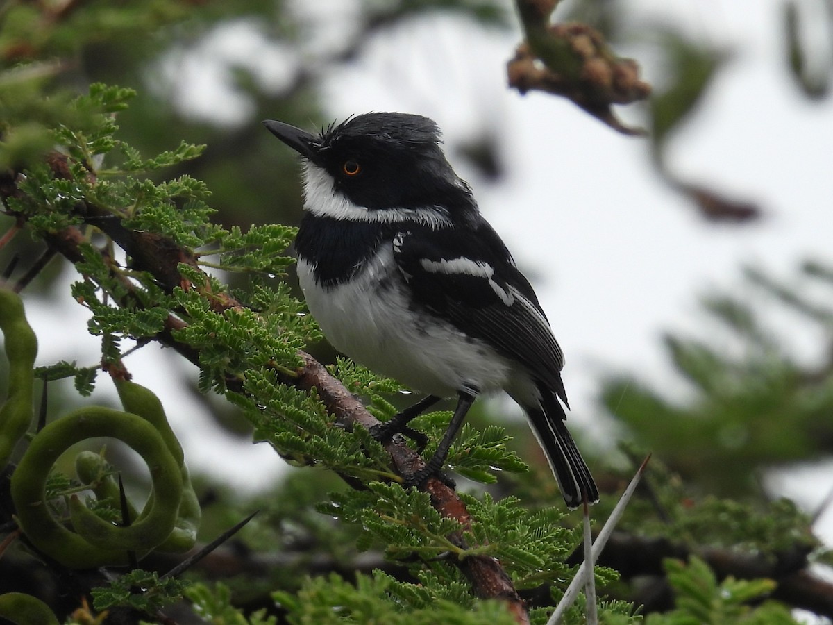 Pygmy Batis - ML631300135