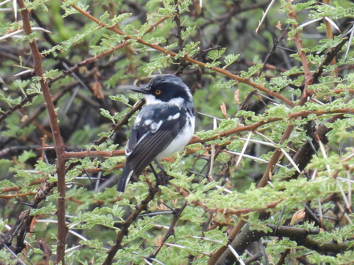Pygmy Batis - ML631300138
