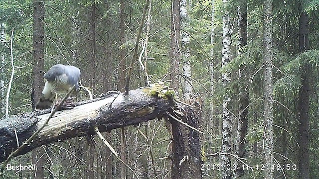 krahujec obecný - ML631300171