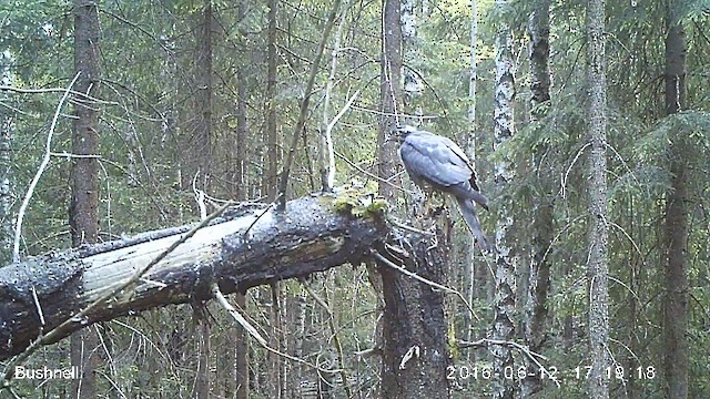 krahujec obecný - ML631300172