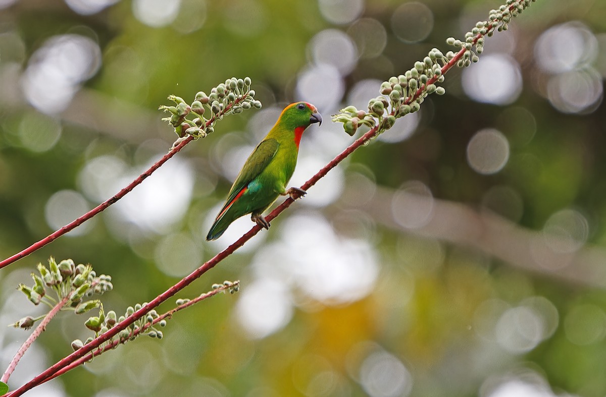 Black-billed Hanging-Parrot - ML631300547