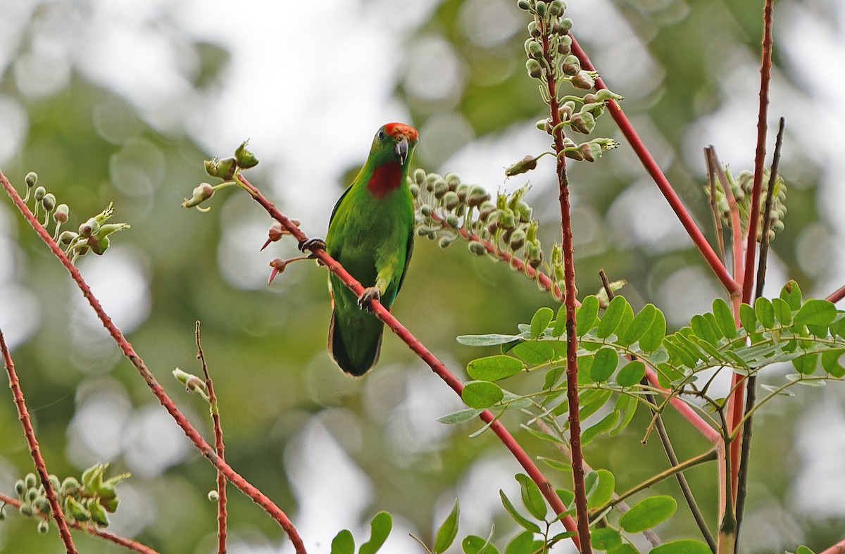 Black-billed Hanging-Parrot - ML631300548