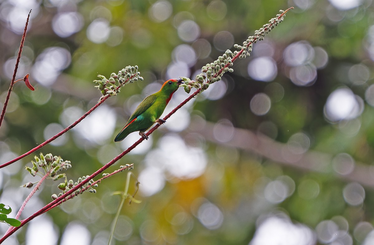 Black-billed Hanging-Parrot - ML631300550