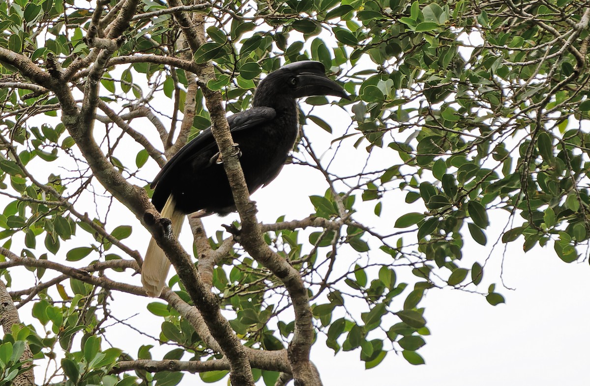 Cálao de las Sulu - ML631300563