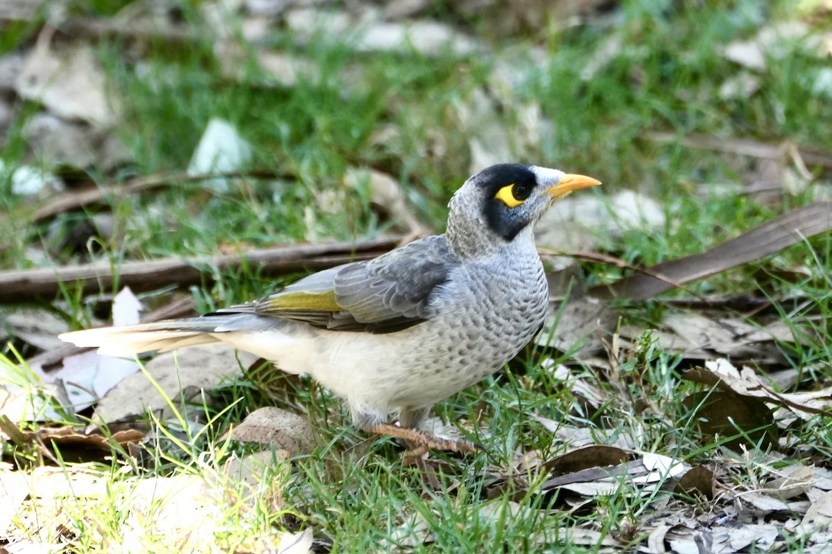 Noisy Miner - ML631300784