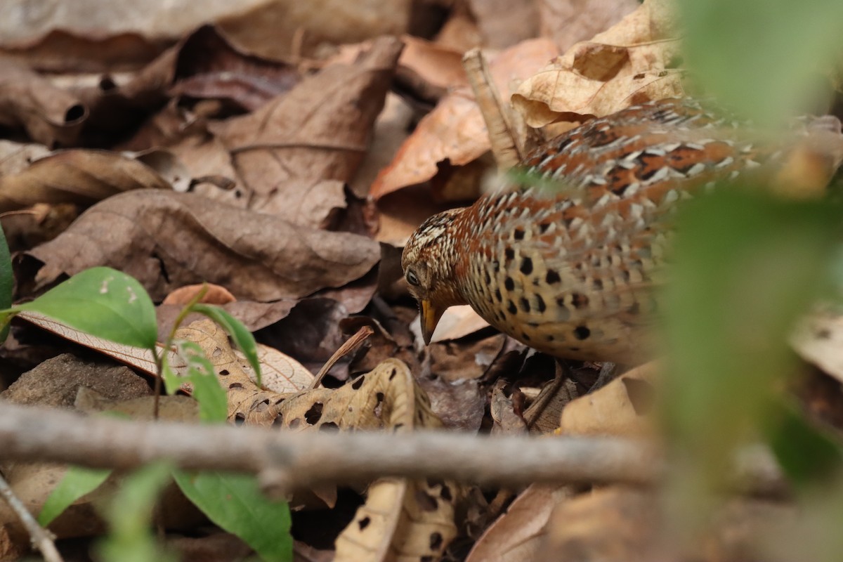Yellow-legged Buttonquail - ML631300851