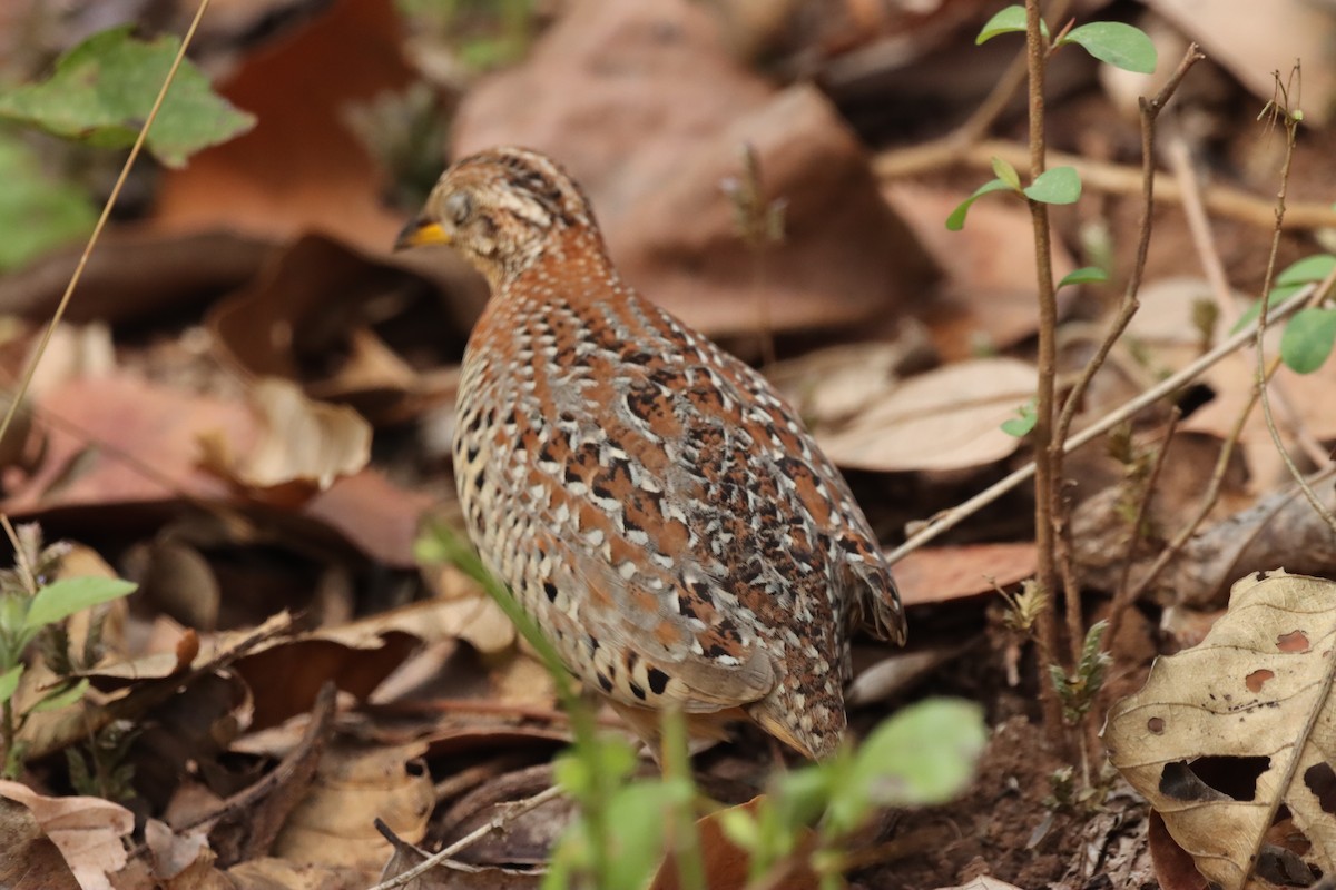 Yellow-legged Buttonquail - ML631300865