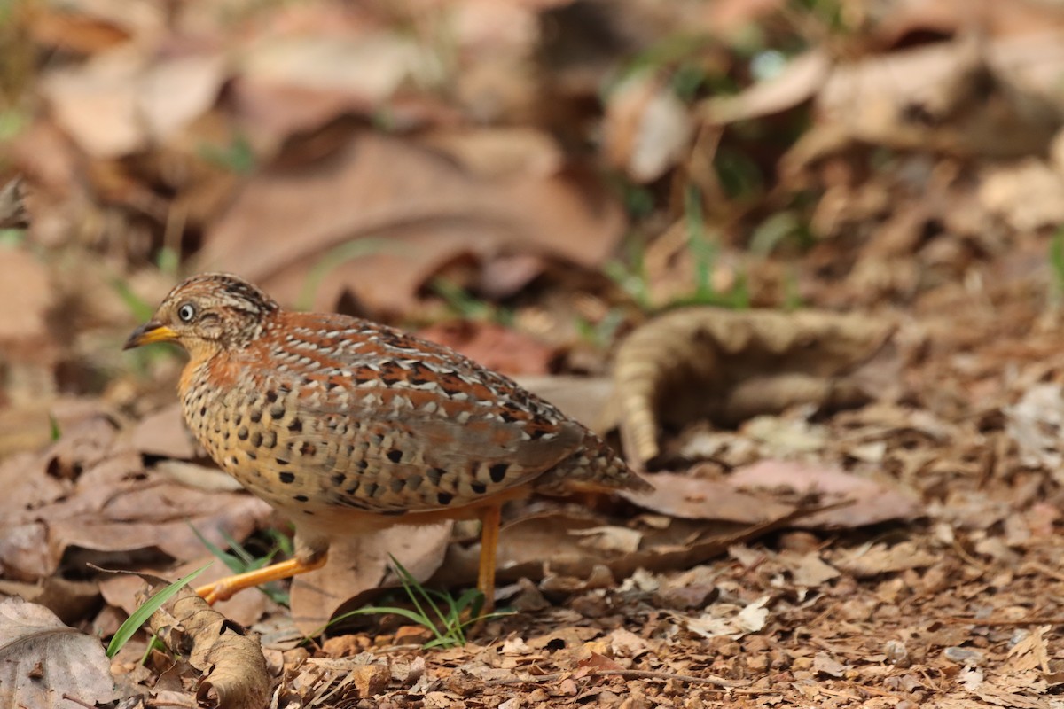 Yellow-legged Buttonquail - ML631300880