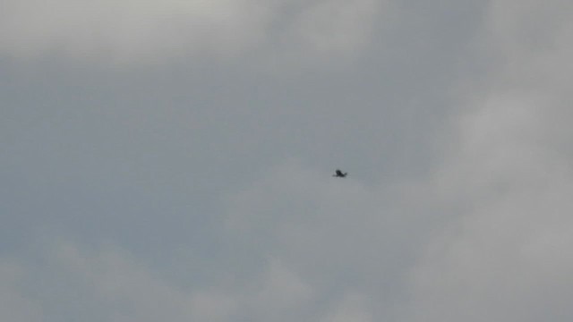 Aquila reale - ML631300935