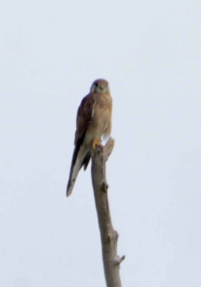 Nankeen Kestrel - ML631301111