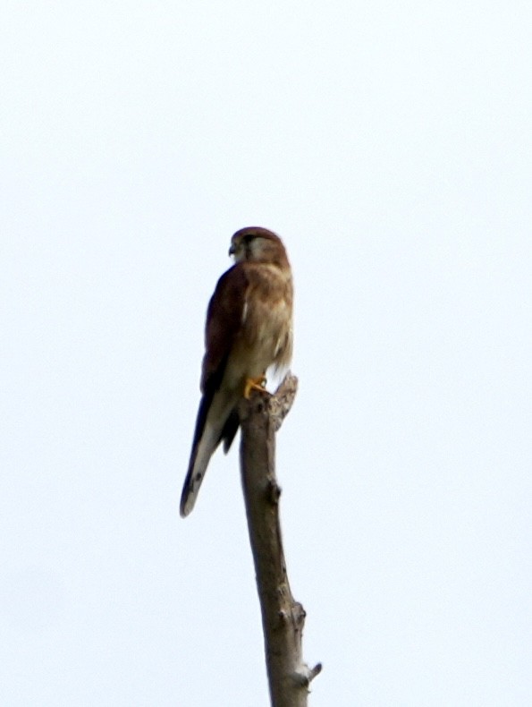 Nankeen Kestrel - ML631301112