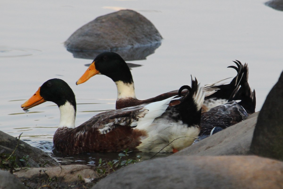 Тэжээмэл нугас - ML631301677