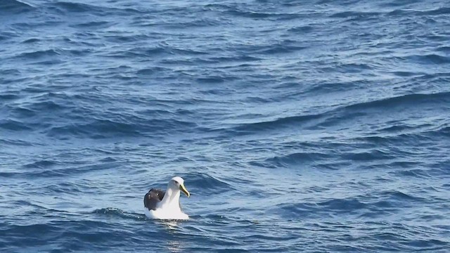 Bulleralbatros - ML631301732