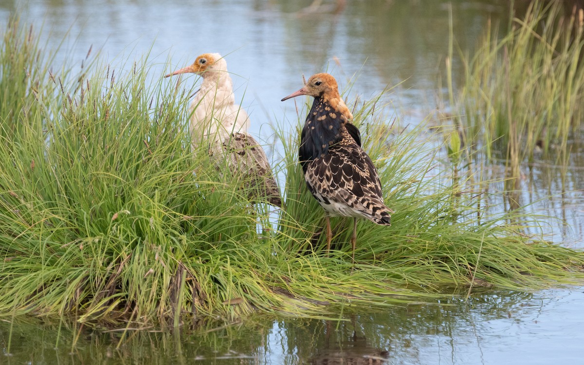 Ruff - ML631302054