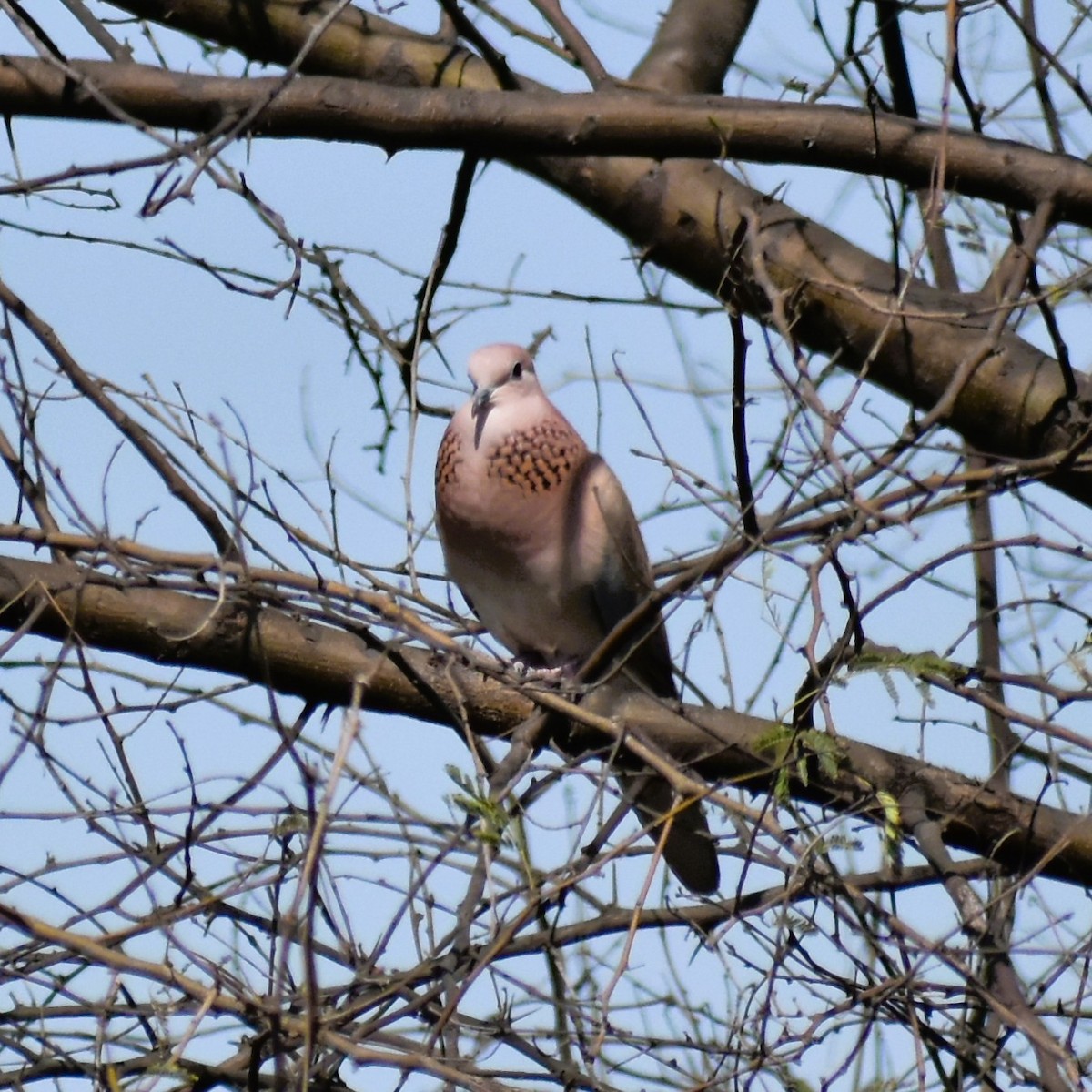 Laughing Dove - ML631302185
