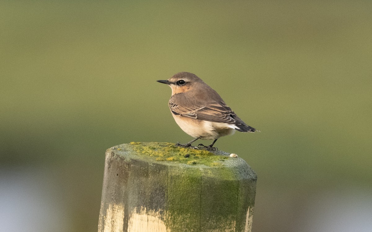 Northern Wheatear - ML631302392