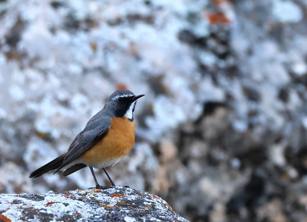 White-throated Robin - ML631302456