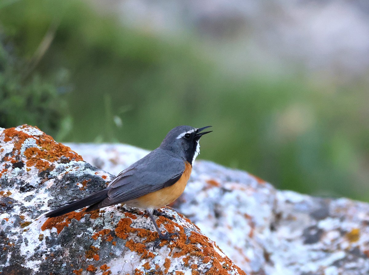 White-throated Robin - ML631302462