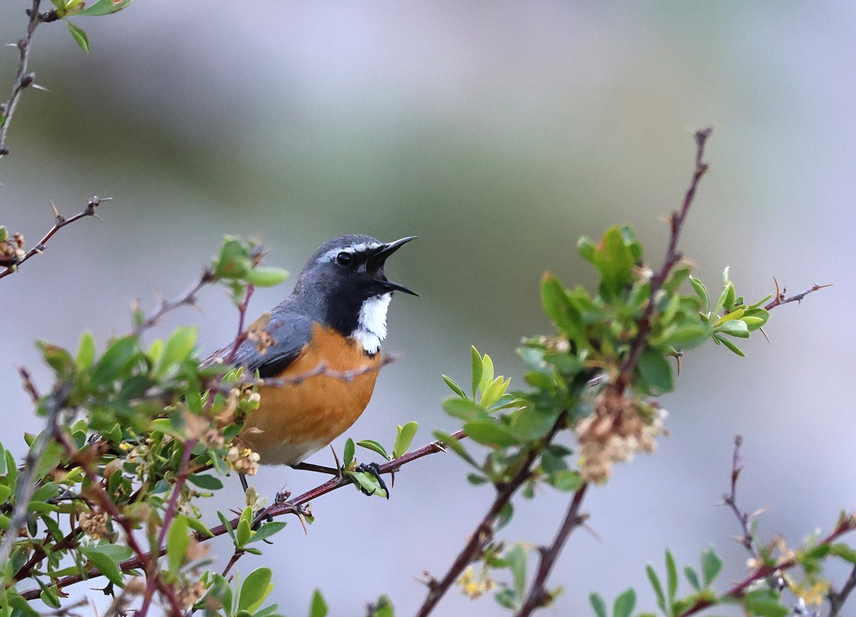 White-throated Robin - ML631302467