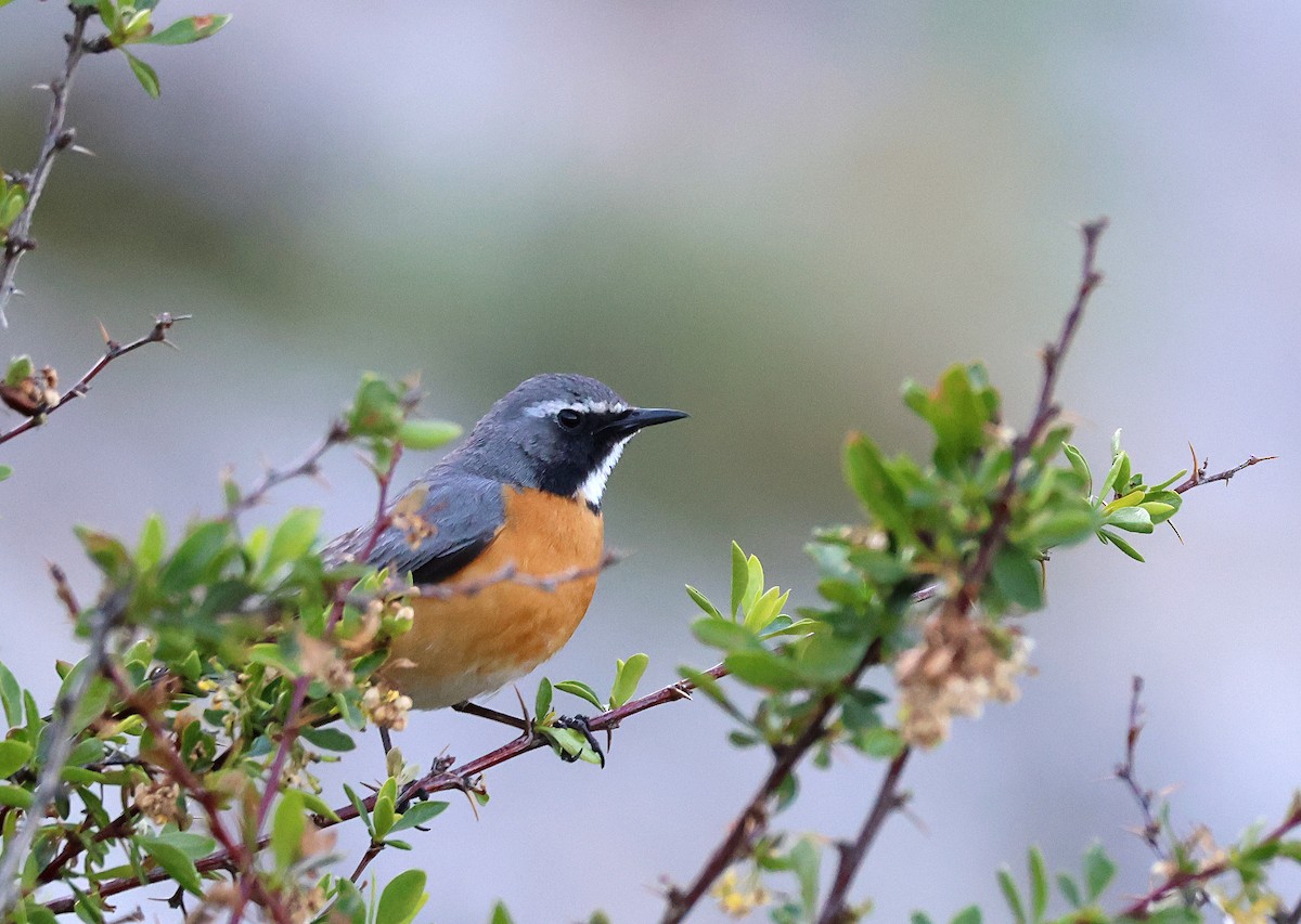 White-throated Robin - ML631302472