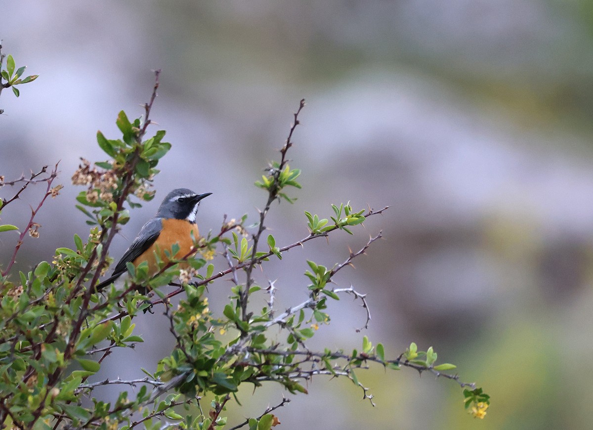 White-throated Robin - ML631302478