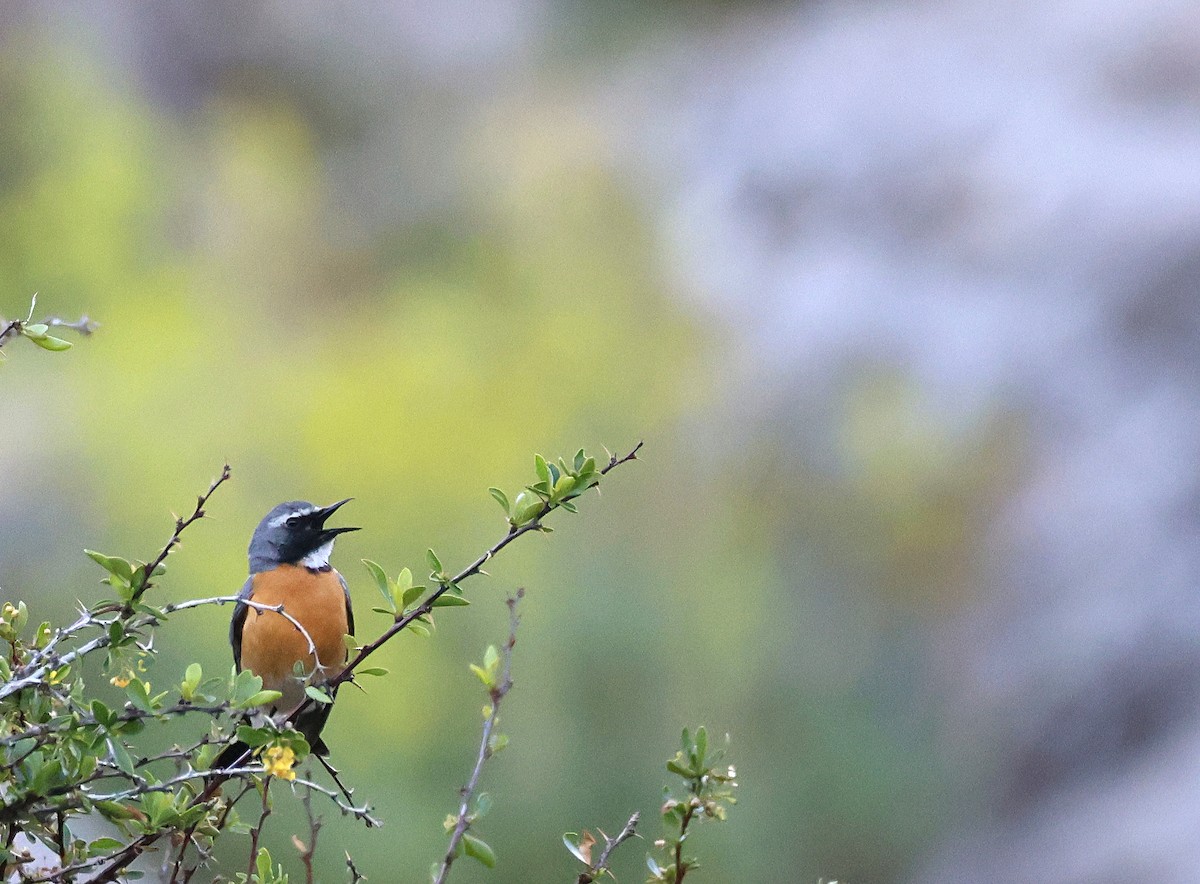 White-throated Robin - ML631302482